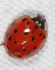 Harmonia axyridis