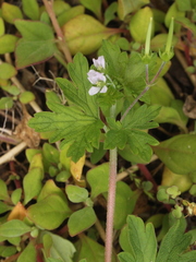 Geranium homeanum