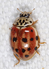 Harmonia quadripunctata