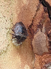 Antiteuchus mixtus