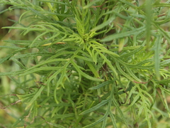 Senecio bipinnatisectus