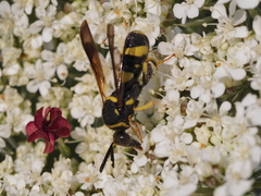 Leucospis dorsigera