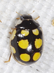 Oenopia lyncea