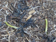 Morinda pubescens