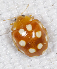 Vibidia duodecimguttata