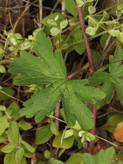 Geranium homeanum