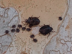 Antiteuchus mixtus