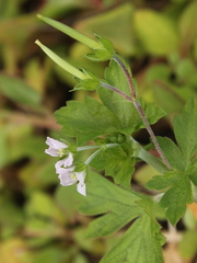 Geranium homeanum