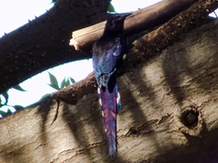 Phoeniculus purpureus angolensis