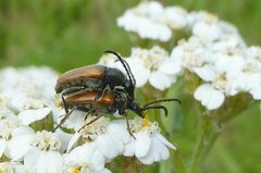Pseudovadonia livida