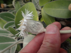 Pachystegia rufa