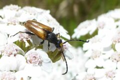 Pseudovadonia livida