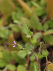 Geranium purpureum