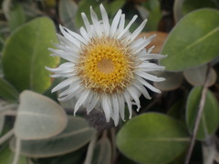 Pachystegia rufa