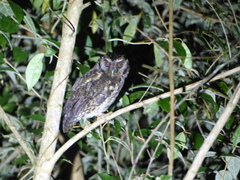 Megascops sanctaecatarinae