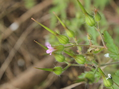 Geranium purpureum