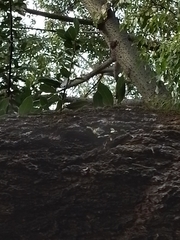 Microgramma mortoniana