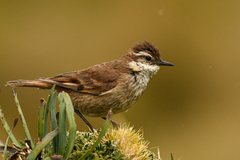 Cinclodes albidiventris