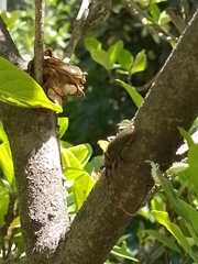 Retrachydes thoracicus