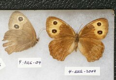 Cercyonis pegala alope