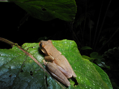 Osteocephalus mutabor