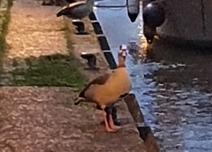 Alopochen aegyptiaca