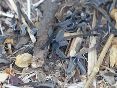 Morinda pubescens