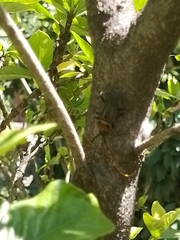 Retrachydes thoracicus