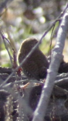 Troglodytes hiemalis