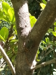 Retrachydes thoracicus