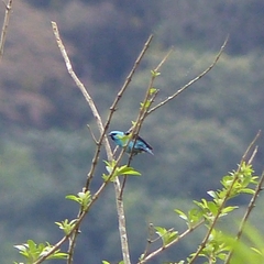 Dacnis nigripes