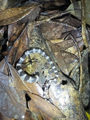 Lycodon futsingensis