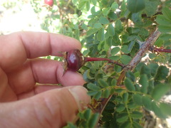 Rosa spinosissima