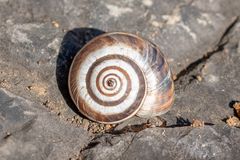 Xerosecta