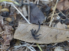 Morinda pubescens