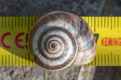 Xerosecta