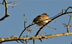 Spizella passerina