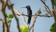 Heliomaster furcifer