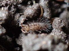 Orchesella villosa