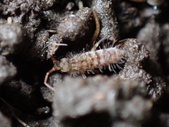 Orchesella villosa