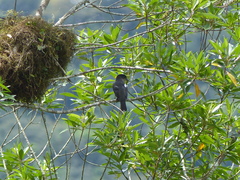 Pachyramphus validus