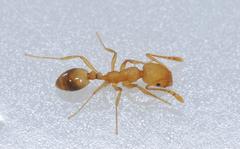 Monomorium pharaonis