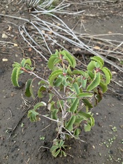 Prunus ilicifolia