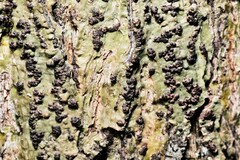 Bathelium carolinianum