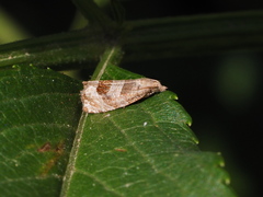 Notocelia uddmanniana