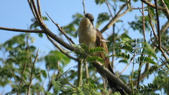 Coccyzus melacoryphus