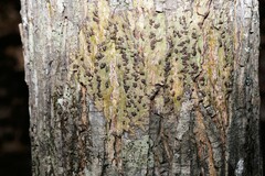 Bathelium carolinianum