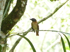 Pachyramphus validus