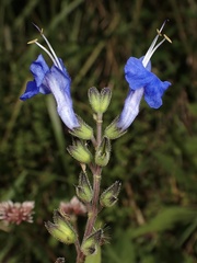 Salvia scutellarioides