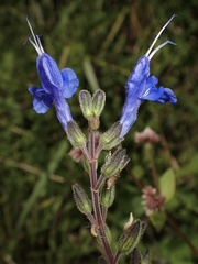 Salvia scutellarioides